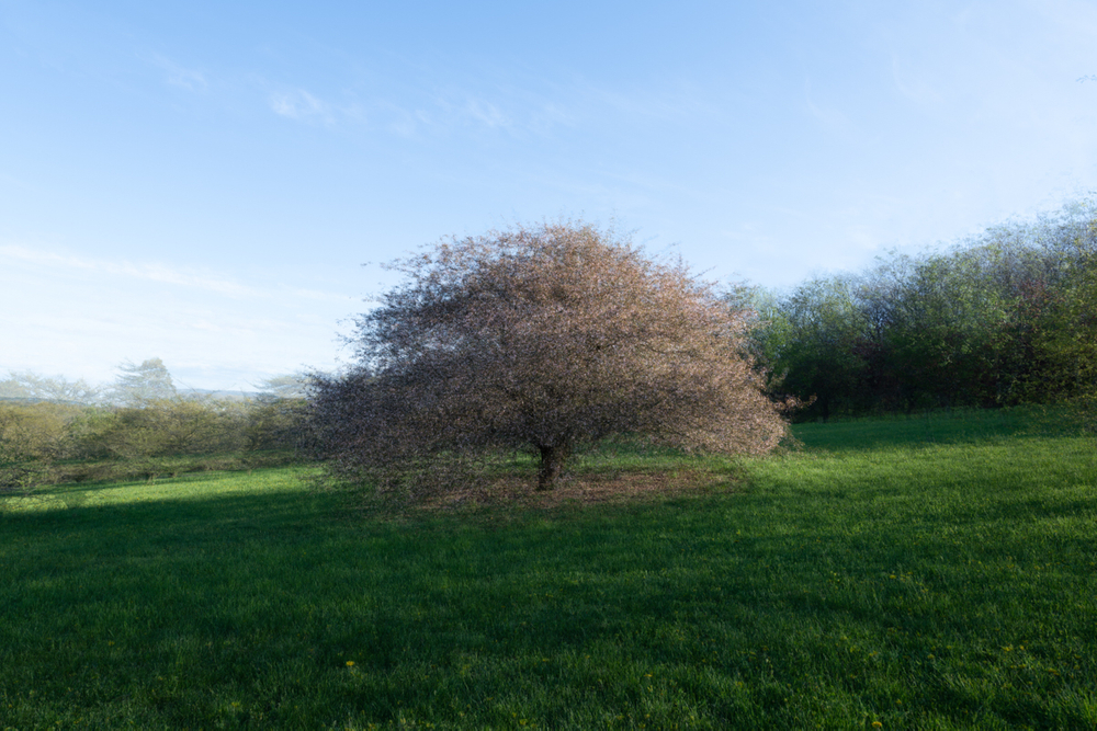Trees I Have Known