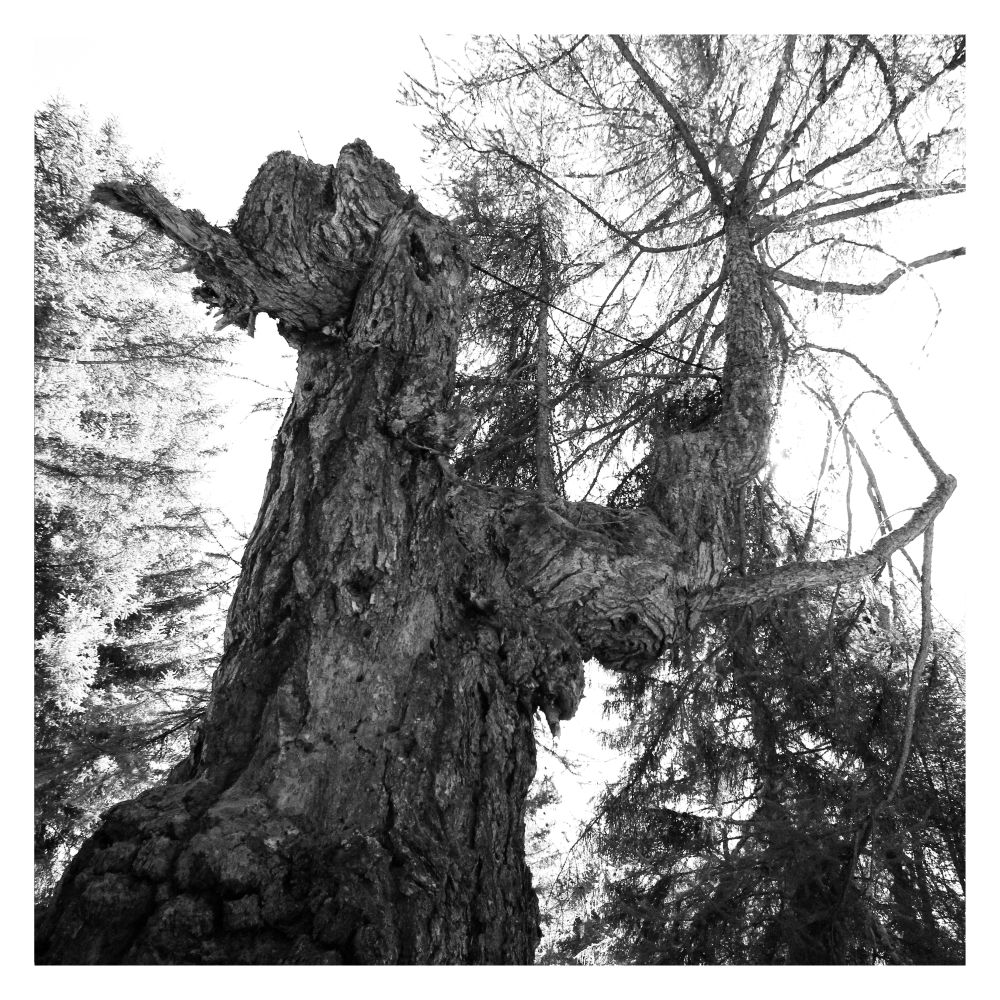 Arborgrammaticus