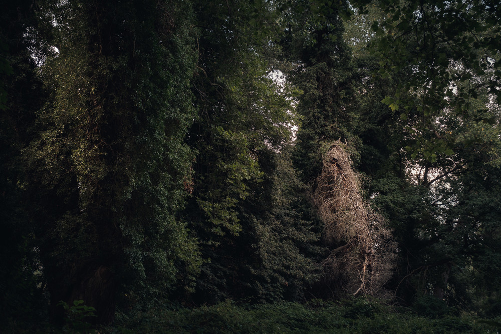 Rhineland Tales – of Creatures and Places