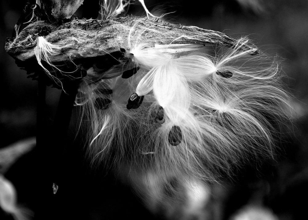 Impressions 