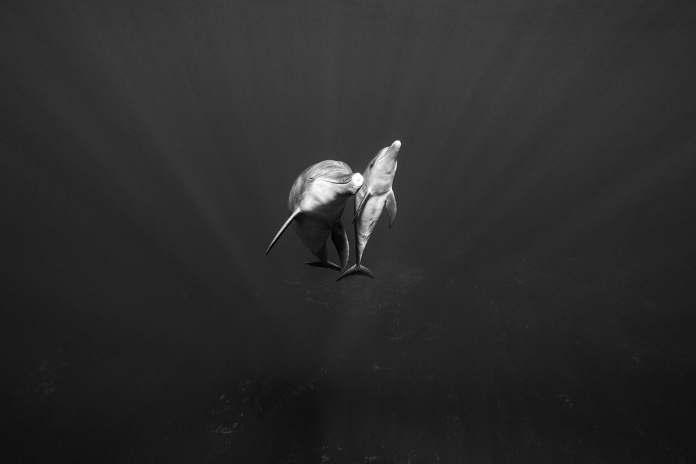 Beautiful wild Indian ocean bottlenose dolphins
