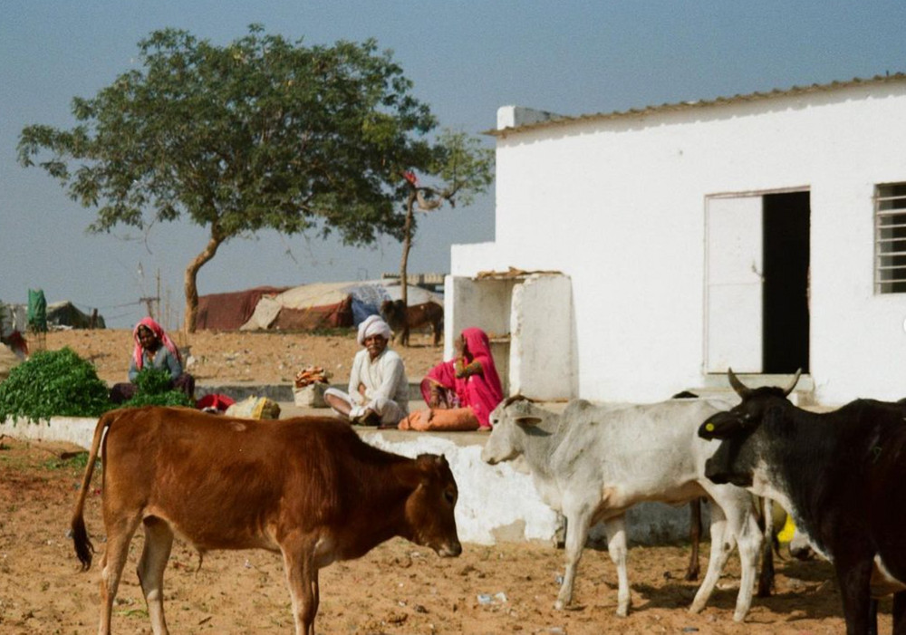 Rajasthan / Punjab 2024