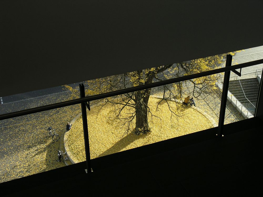 gingko