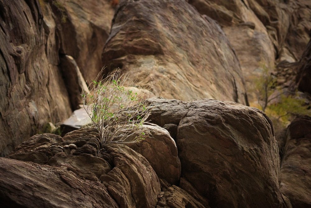 The Shapes of Nature