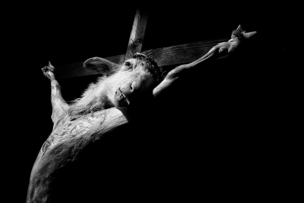 lamb of god