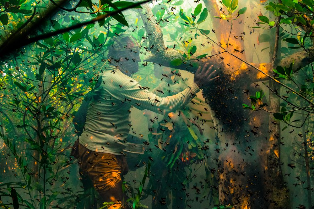 Honey Hunters