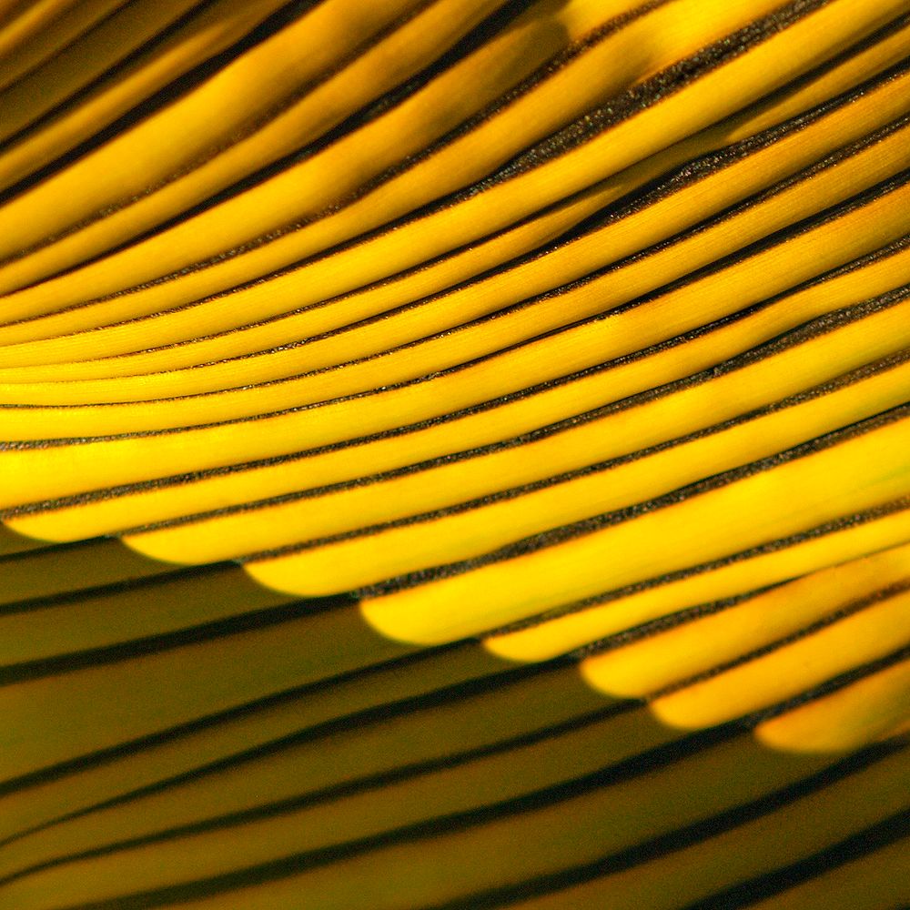 Serie Dorado en las Bananeras