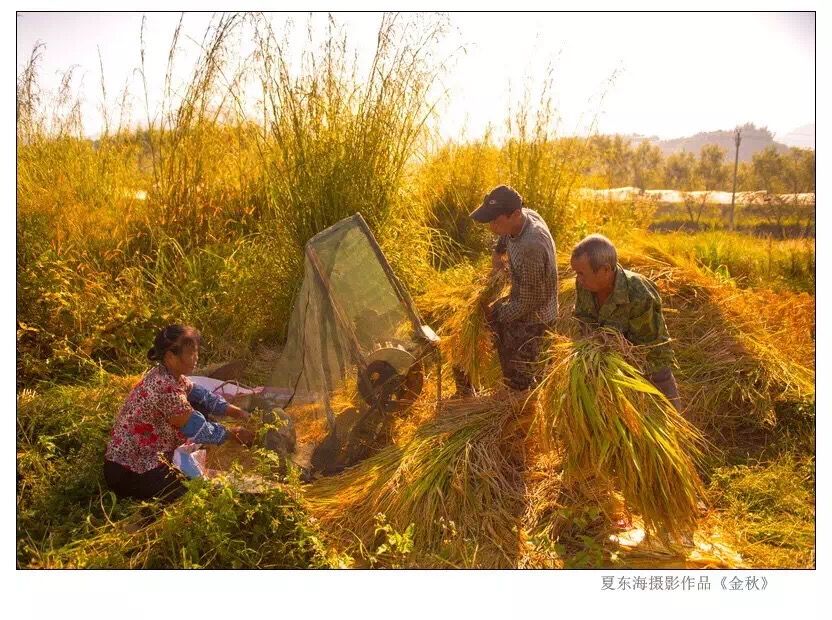Golden Autumn 金秋