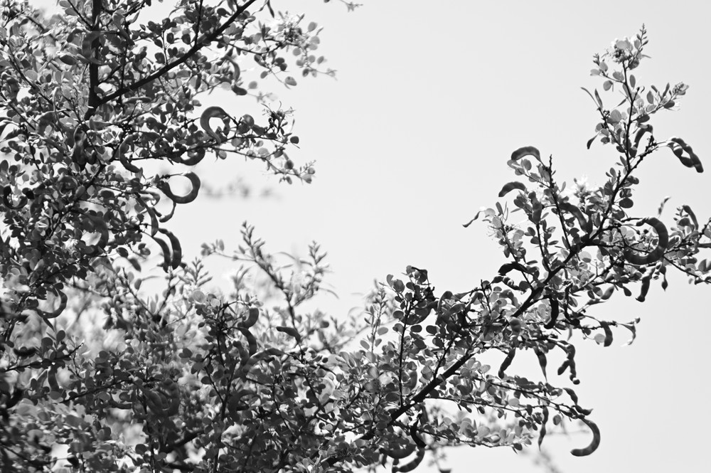 Promenades dans mon jardin (Journeys in my garden)