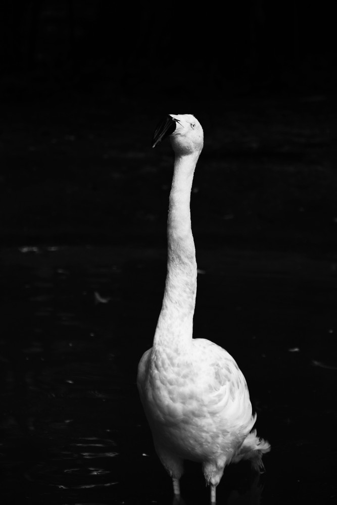 Animal Gaze Through The Lens of a Camera 