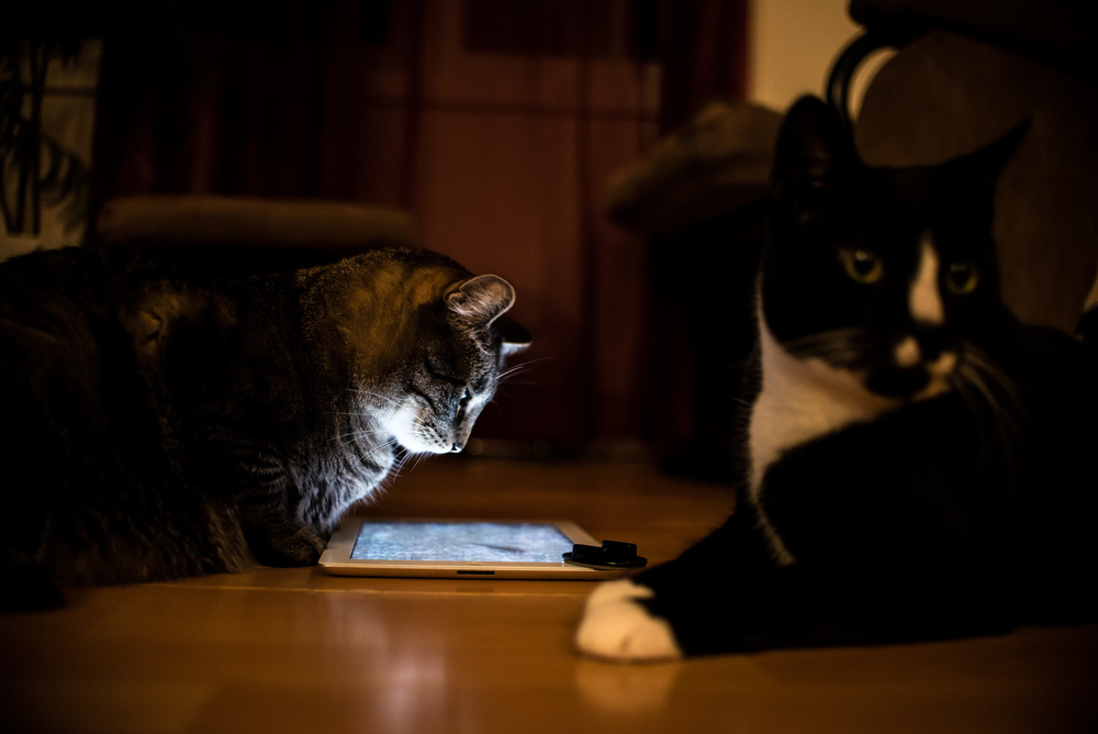 Cats and Ipads