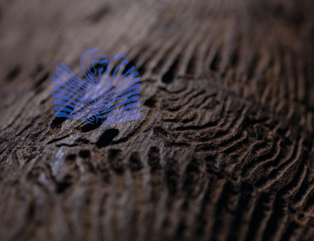 Codex naturalis