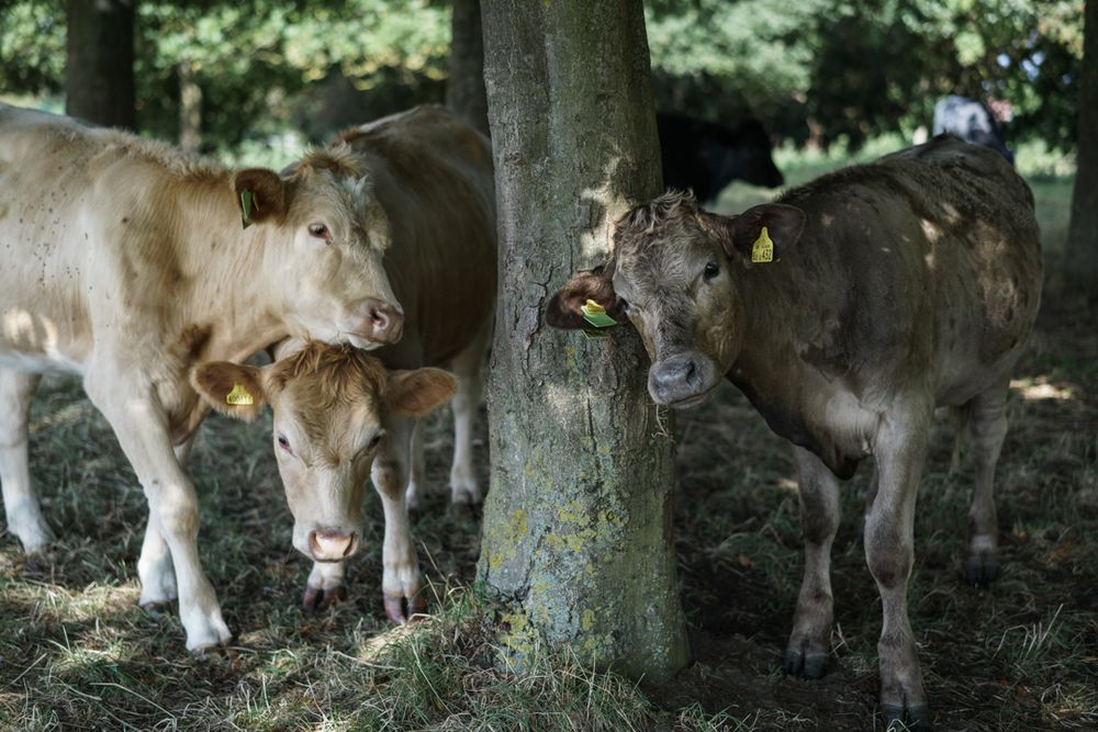 The Summer Cows of Little Hob Moor.