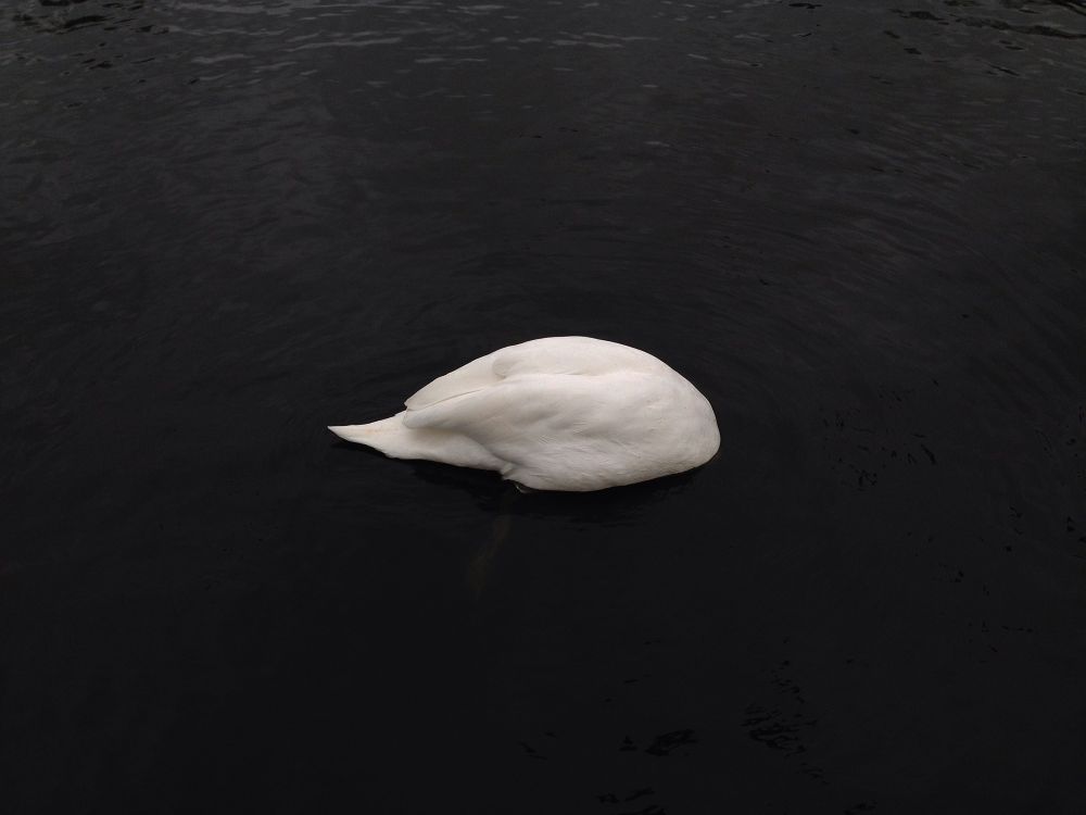 Solitude