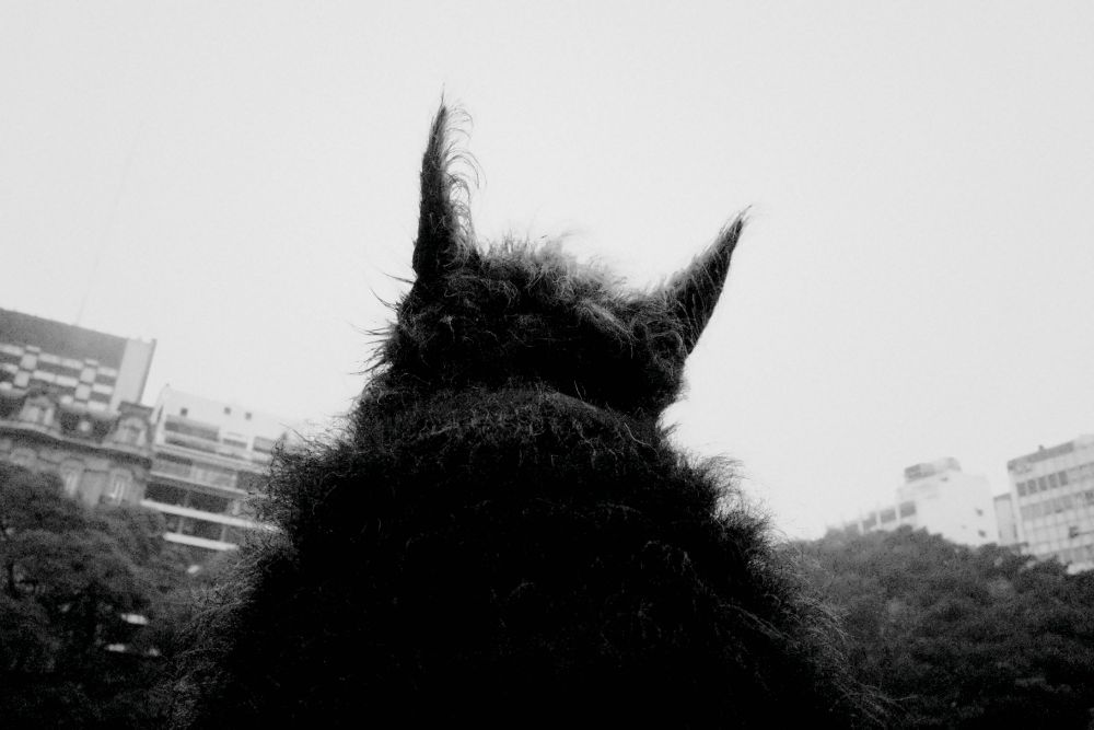 Dogs in the Year of the Dog