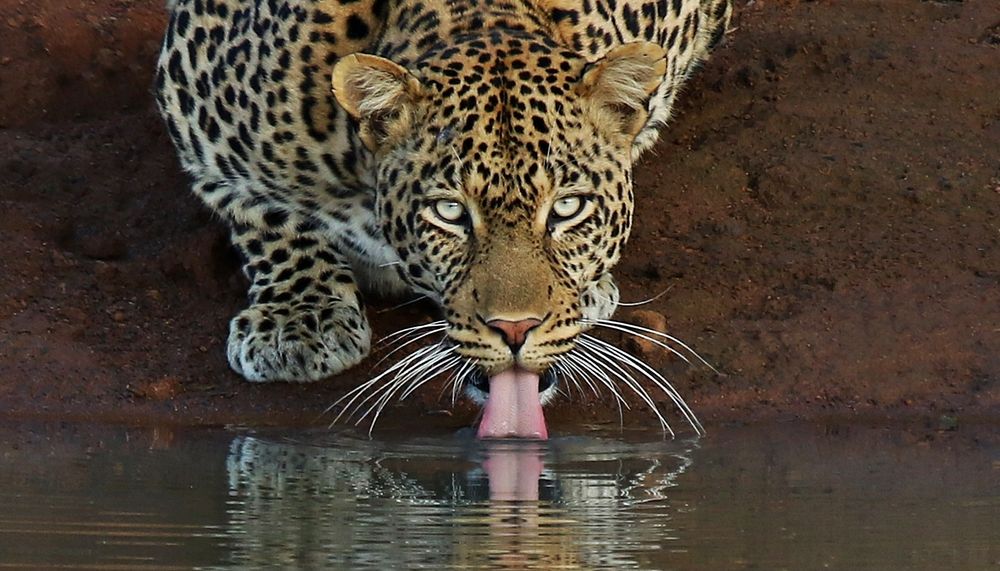 Leopard Series: Whiskers
