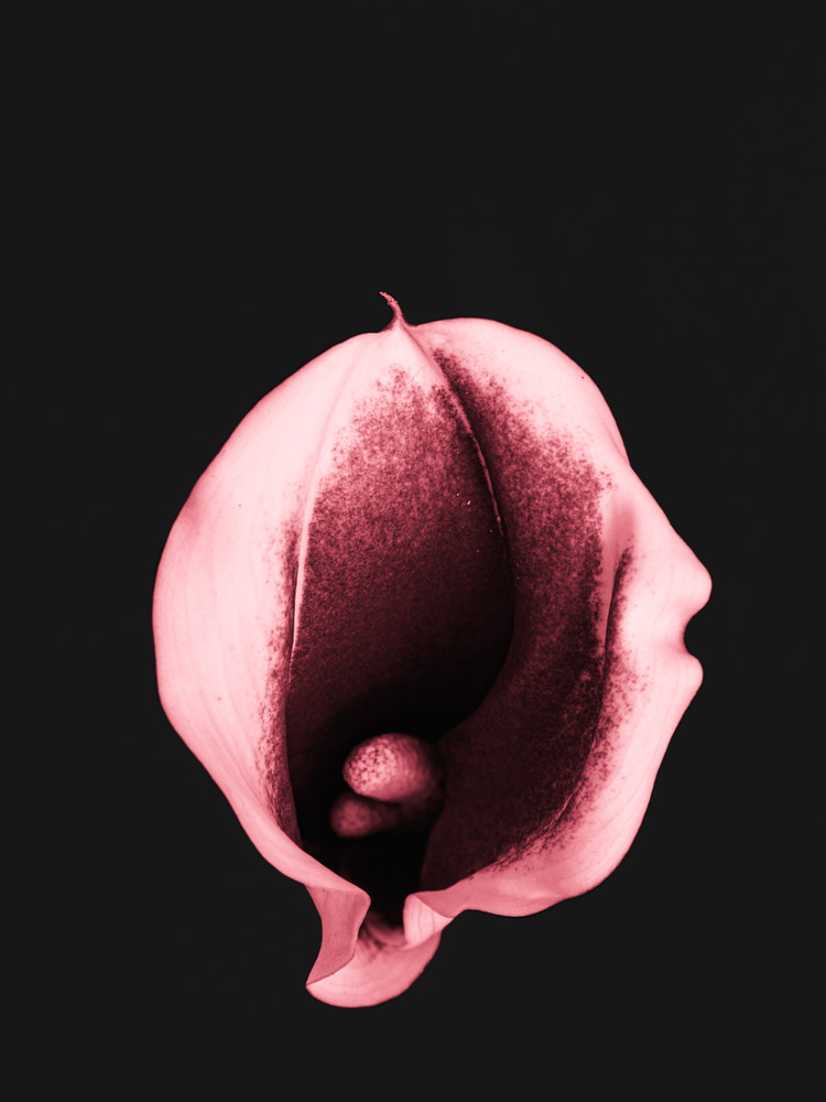 Bodily Experience
