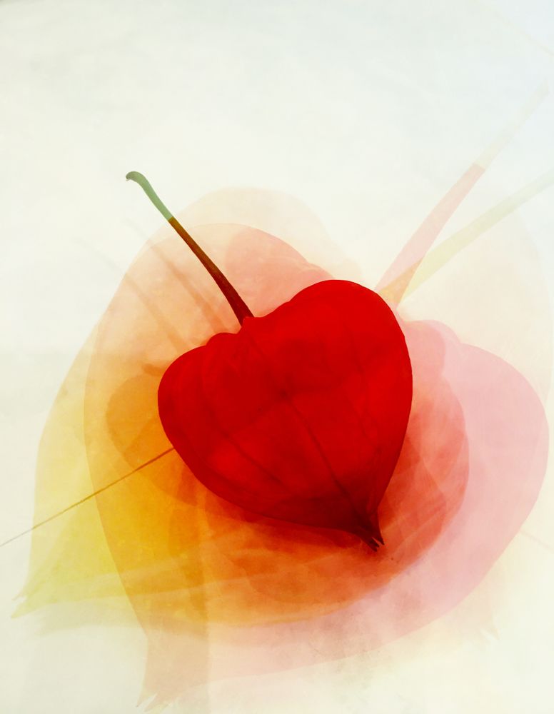Still Life: Parapluie1