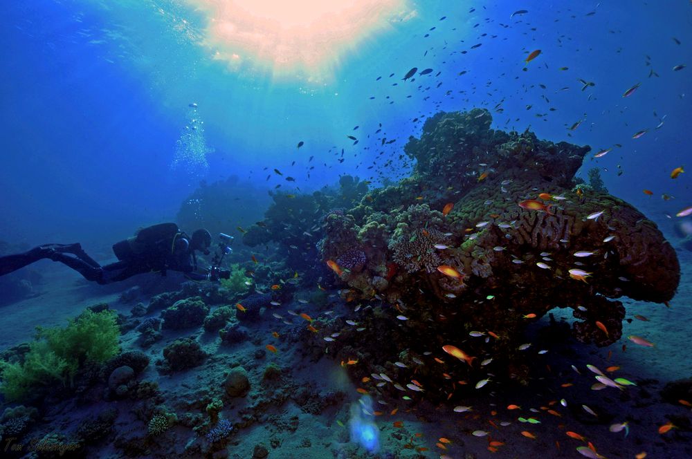 Coral Reefs of the Red Sea