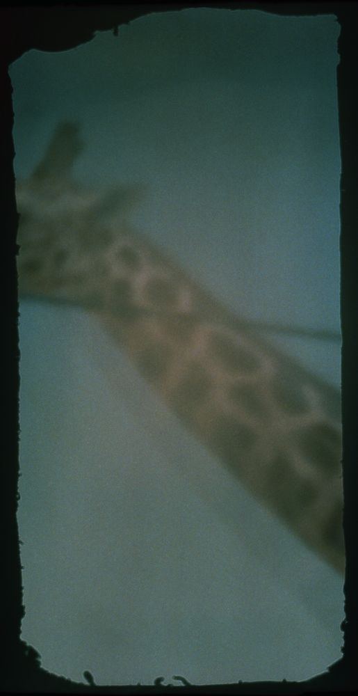 Breathe into the Zoo
