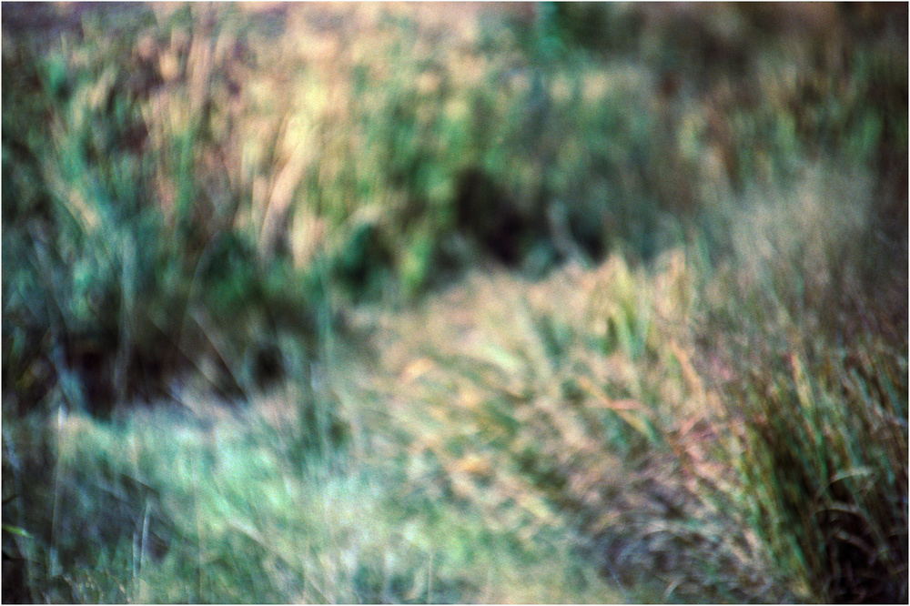 The Grassland at Twilight