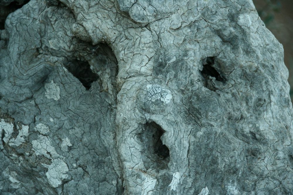 Olivarians