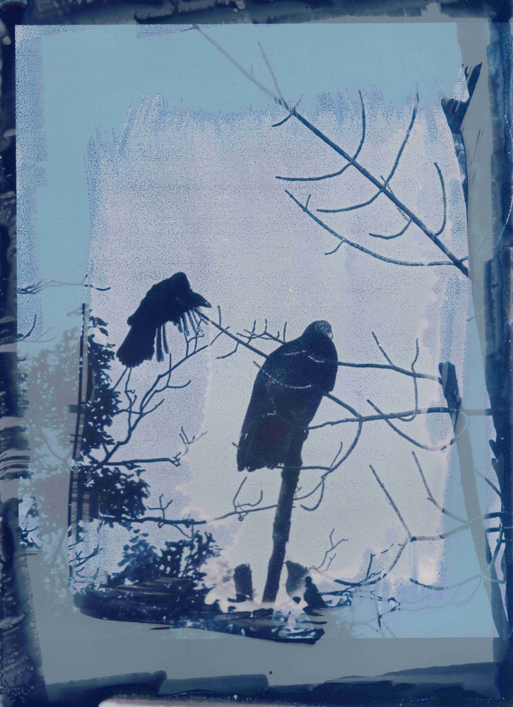 Vulture Variations