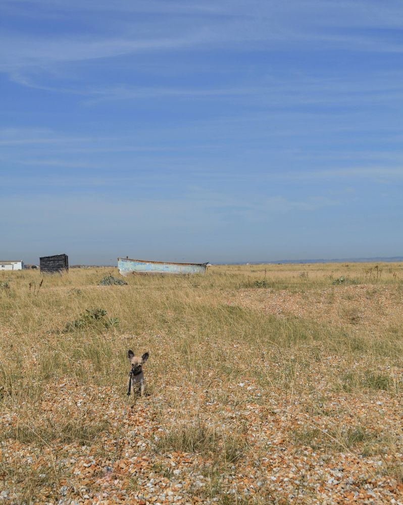 Dungeness