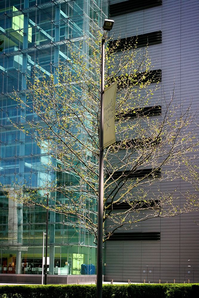 Urban Trees