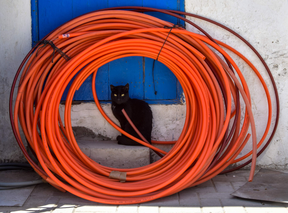 Animals in Street