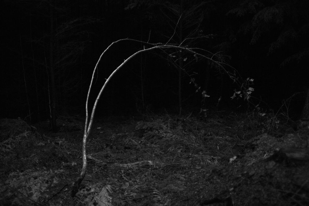 The Woods