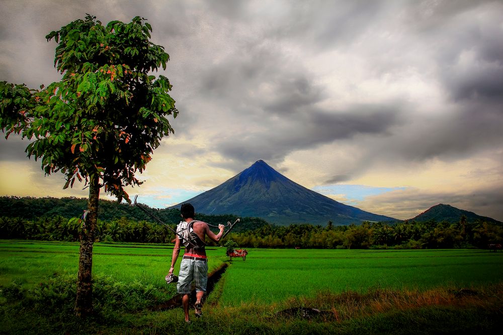 The Paddy Field 
