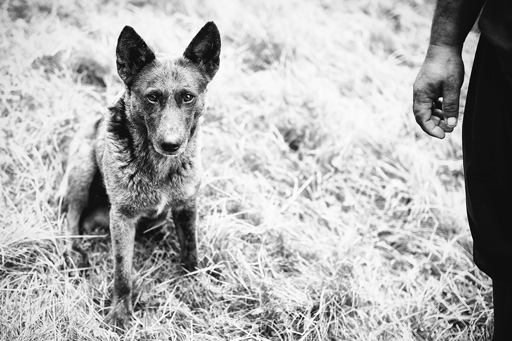 Shepherd's life