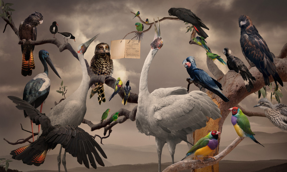 Concert of Birds