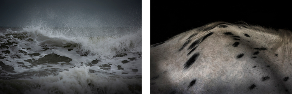 White Horses: Covid Dreams