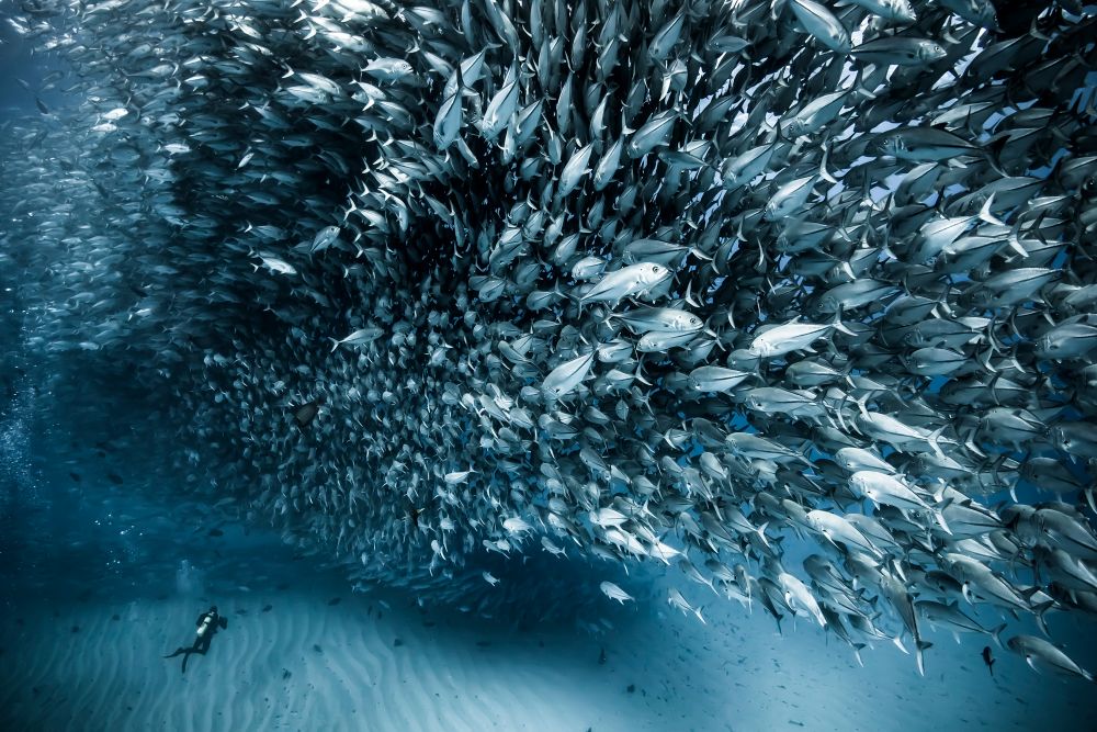 Diver and Jacks at Cabo Pulmo