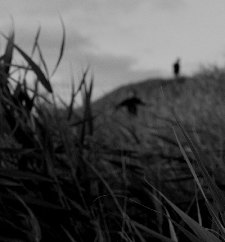 Late Summer/ Triptych