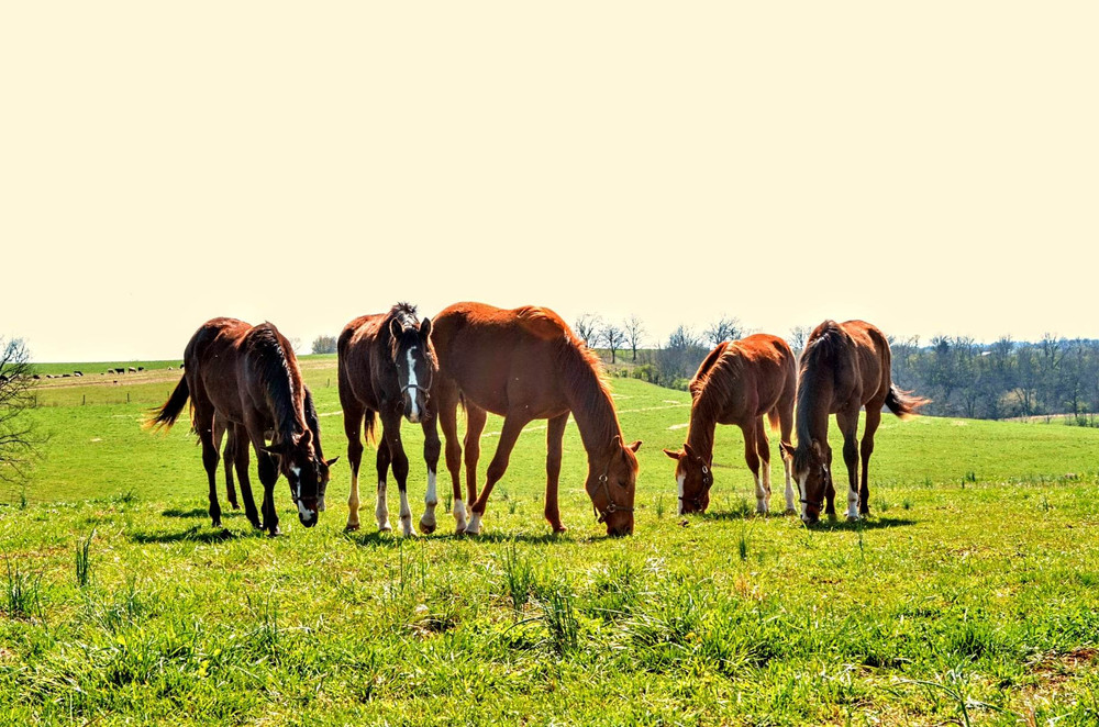 Best of The Bluegrass 
