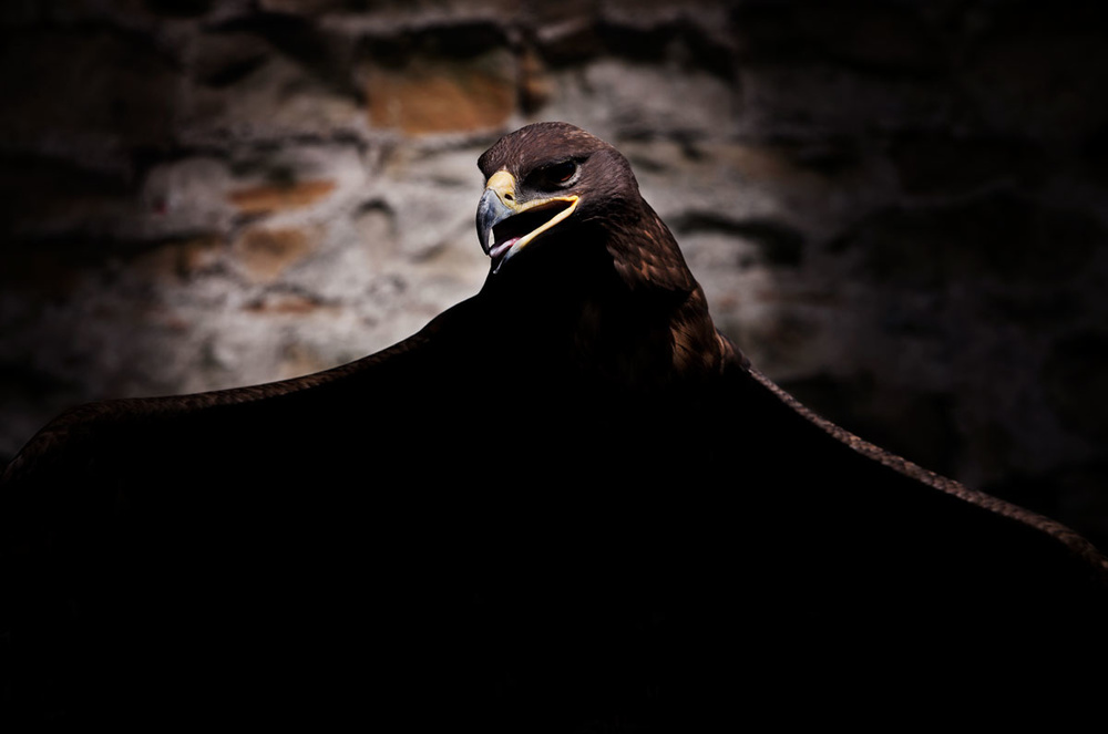Prey