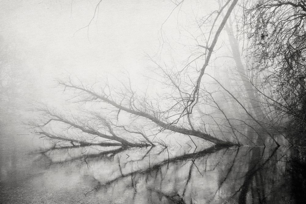 Lonely Forest