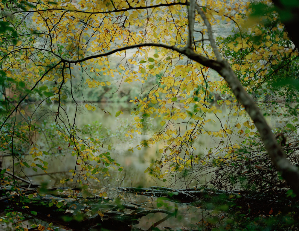 Photo Synthesis