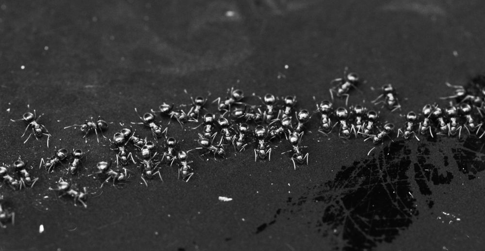 Fourmis, un monde en détails