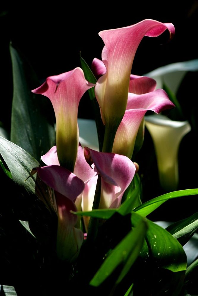 Flowers *