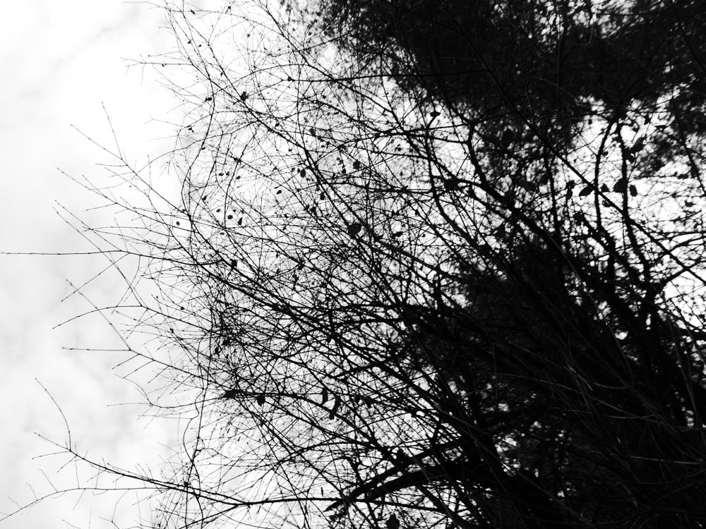 Project: Photographic Series Under a Tree