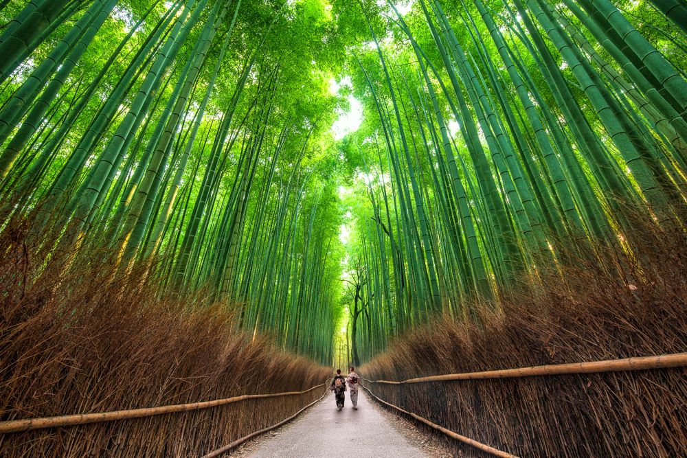 Sagano Path