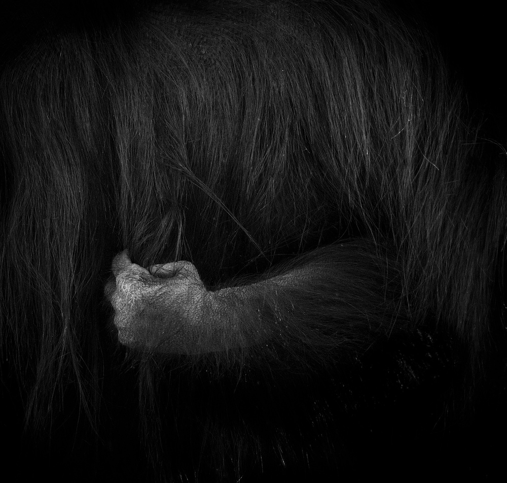 Dark portrait series