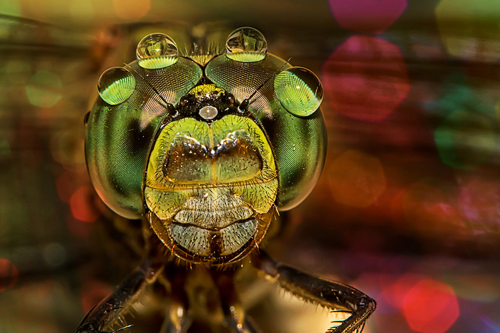 Macro Photography