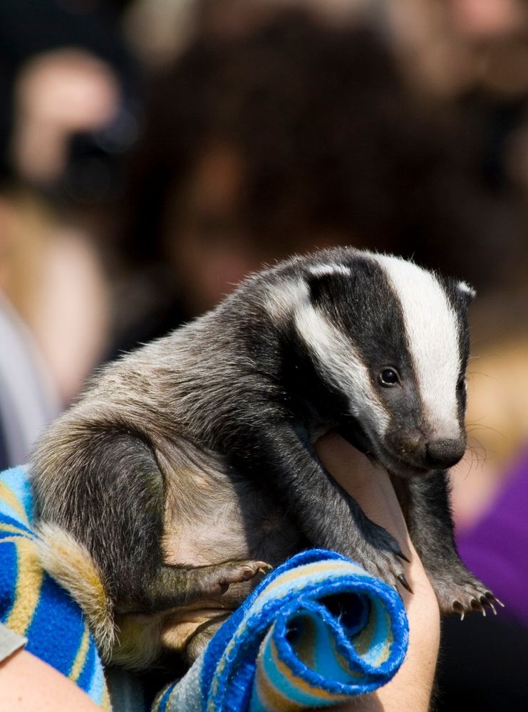 Badgers