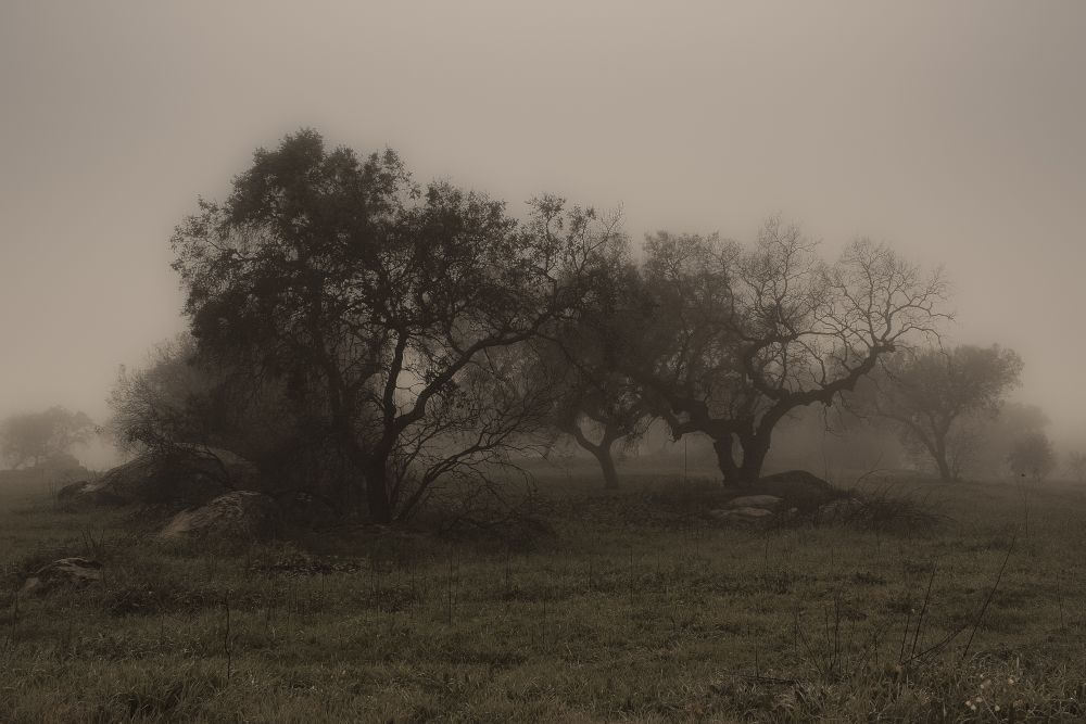 Fog in rural Alentejo