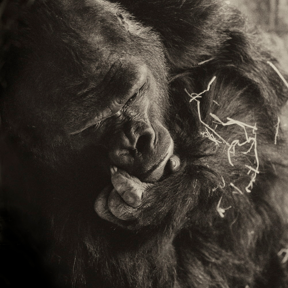 ZOOGRAPHY